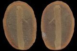 Rare Lungfish (Esconicthys) Nodule (Pos/Neg) - Mazon Creek #113243-1